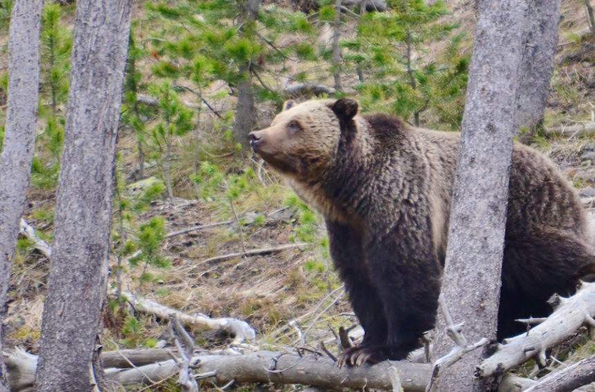 grizzly bear