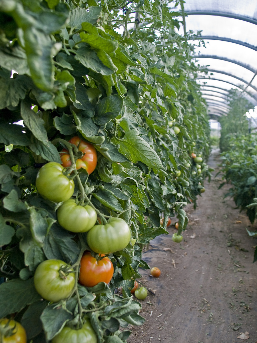 tomatoes