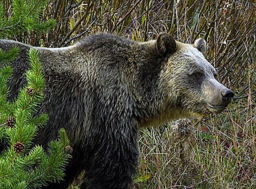 grizzly general