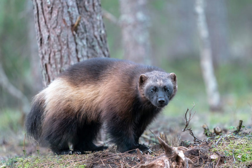 Wolverine