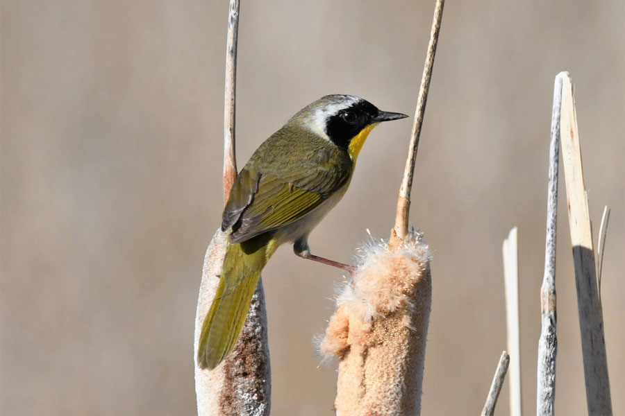 Yellowthroat3 22