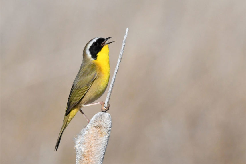 Yellowthroat6 22