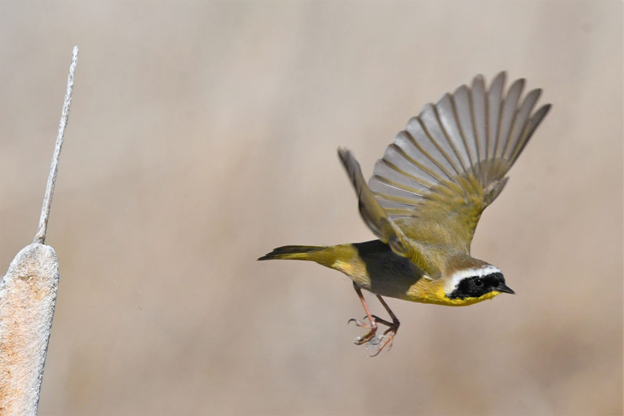 Yellowthroat7 22