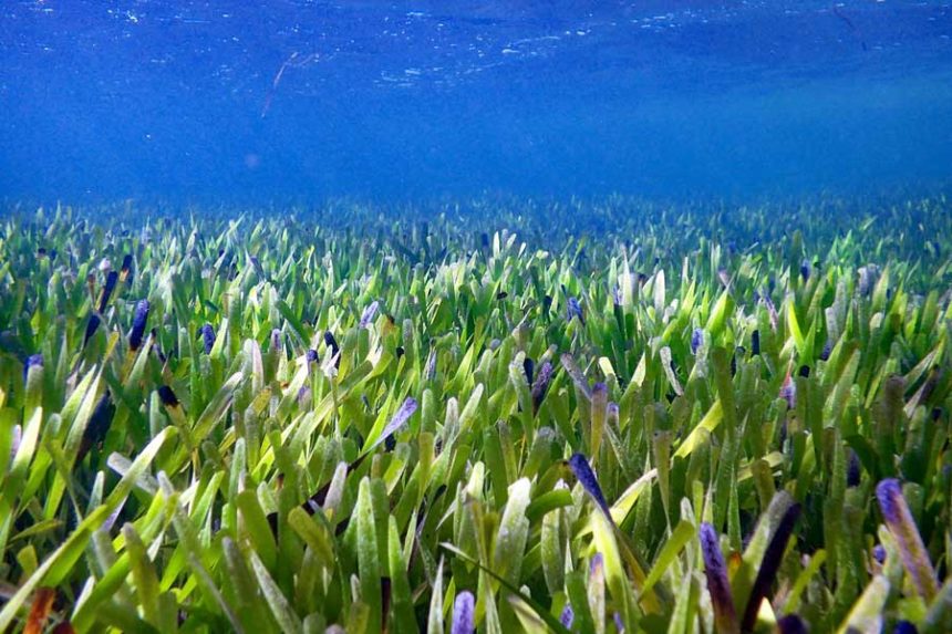 Sea Grass