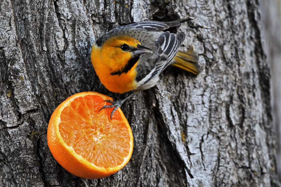 'They ate the whole bag' A variety of birds came calling when I put