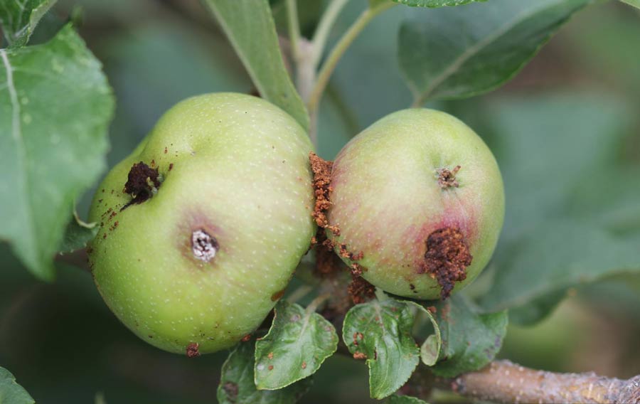 How to reduce codling moth damage in your apples, pears and other