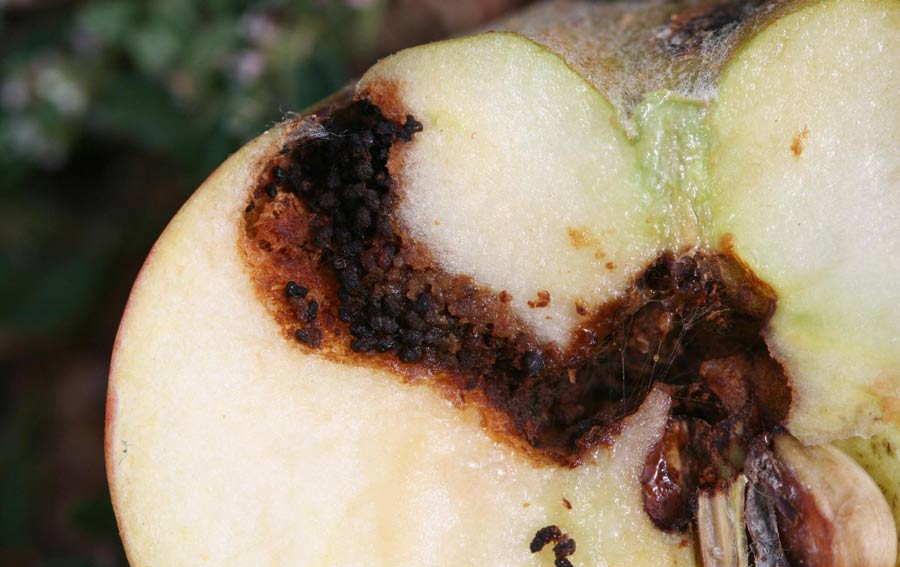 How to reduce codling moth damage in your apples, pears and other