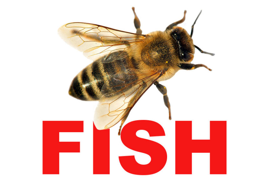 bee is fish