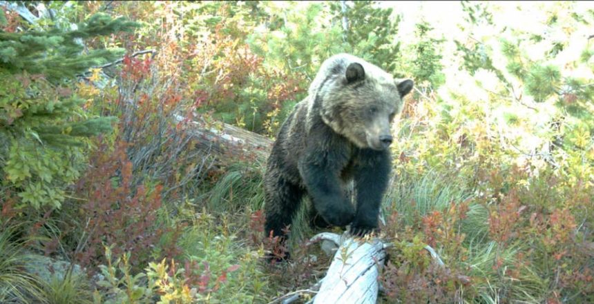 grizzly bear