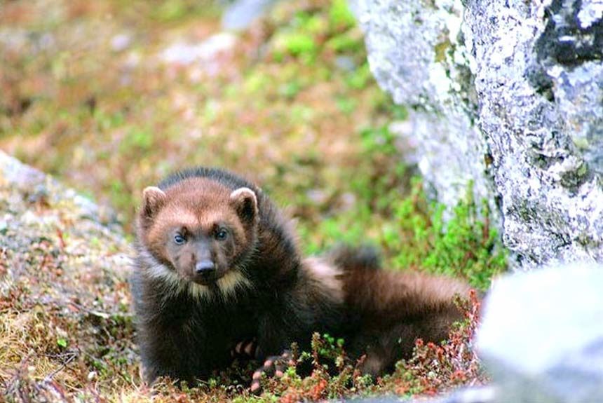 wolverine