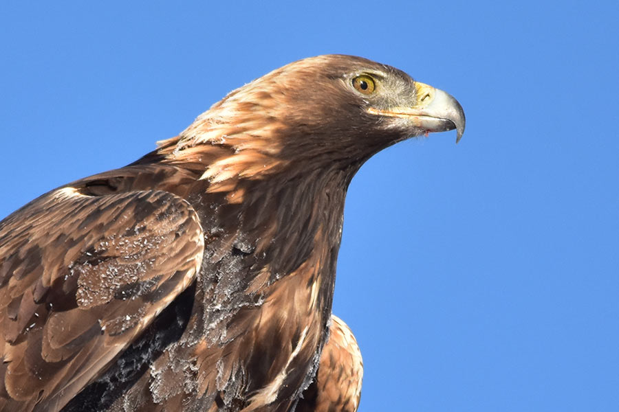 Two Idaho men sentenced after killing golden eagle - Vimarsana News