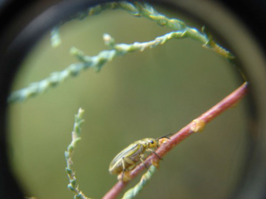 Saltcedar adult