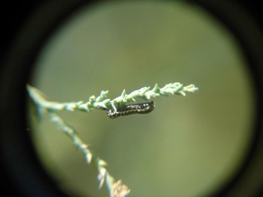 Saltcedar larva