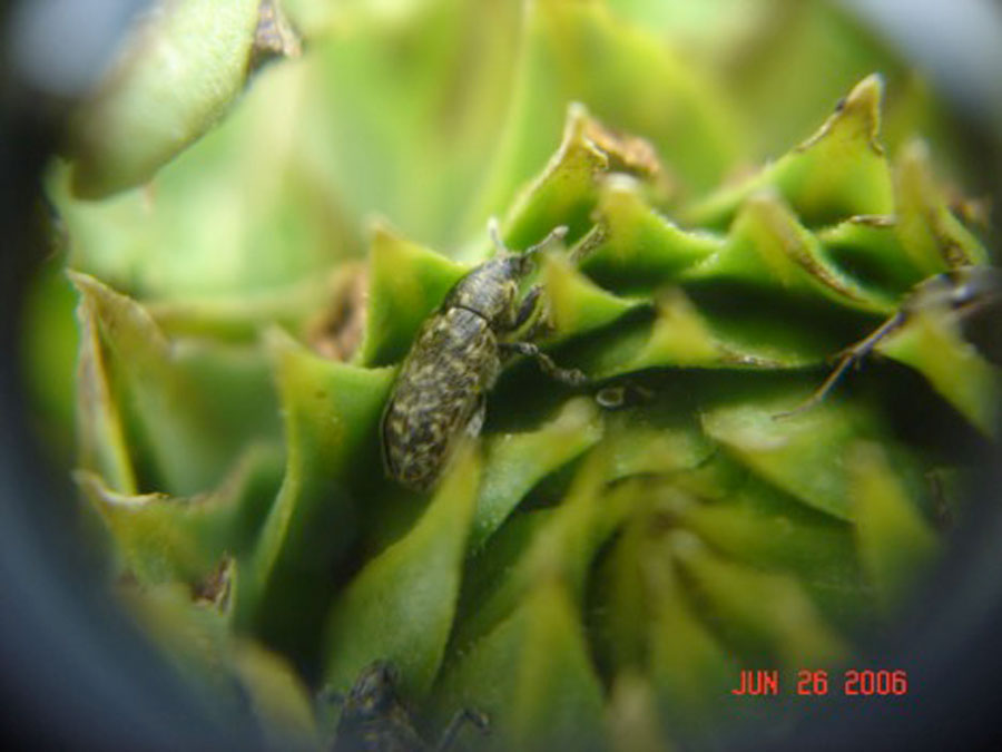 Thistle adult