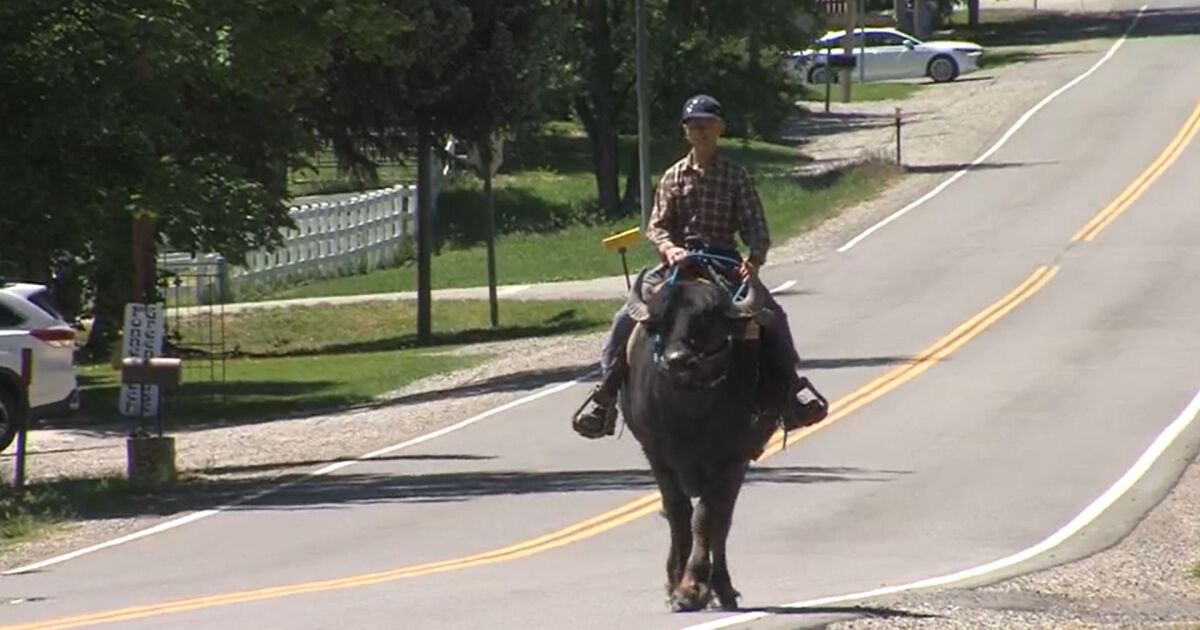 Utah couple turning heads by training water buffalo - Vimarsana News