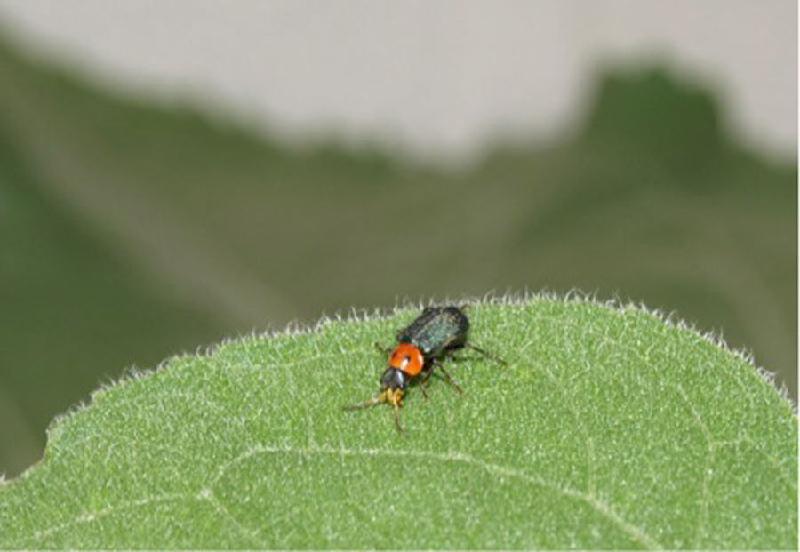collops bettle