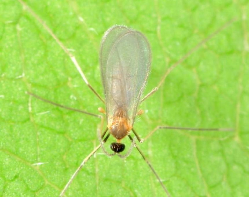 fly