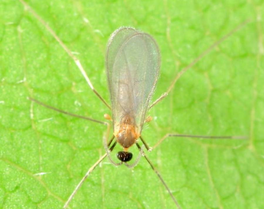 Types of garden flies and how they help control pest populations East