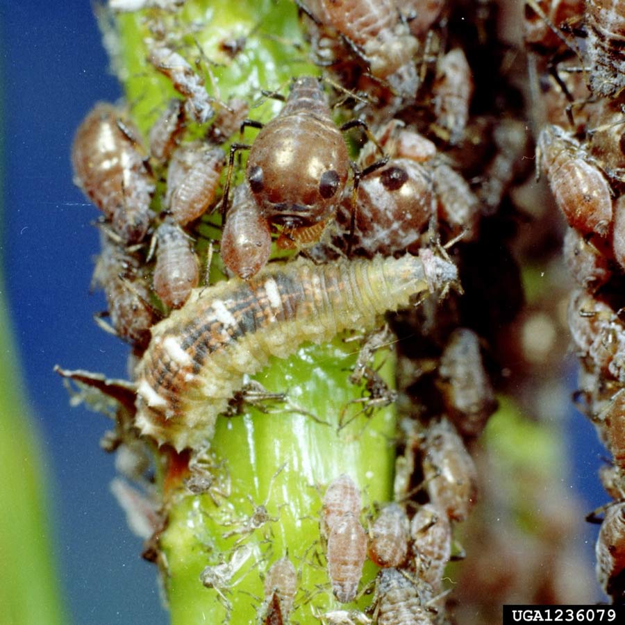 long legged fly