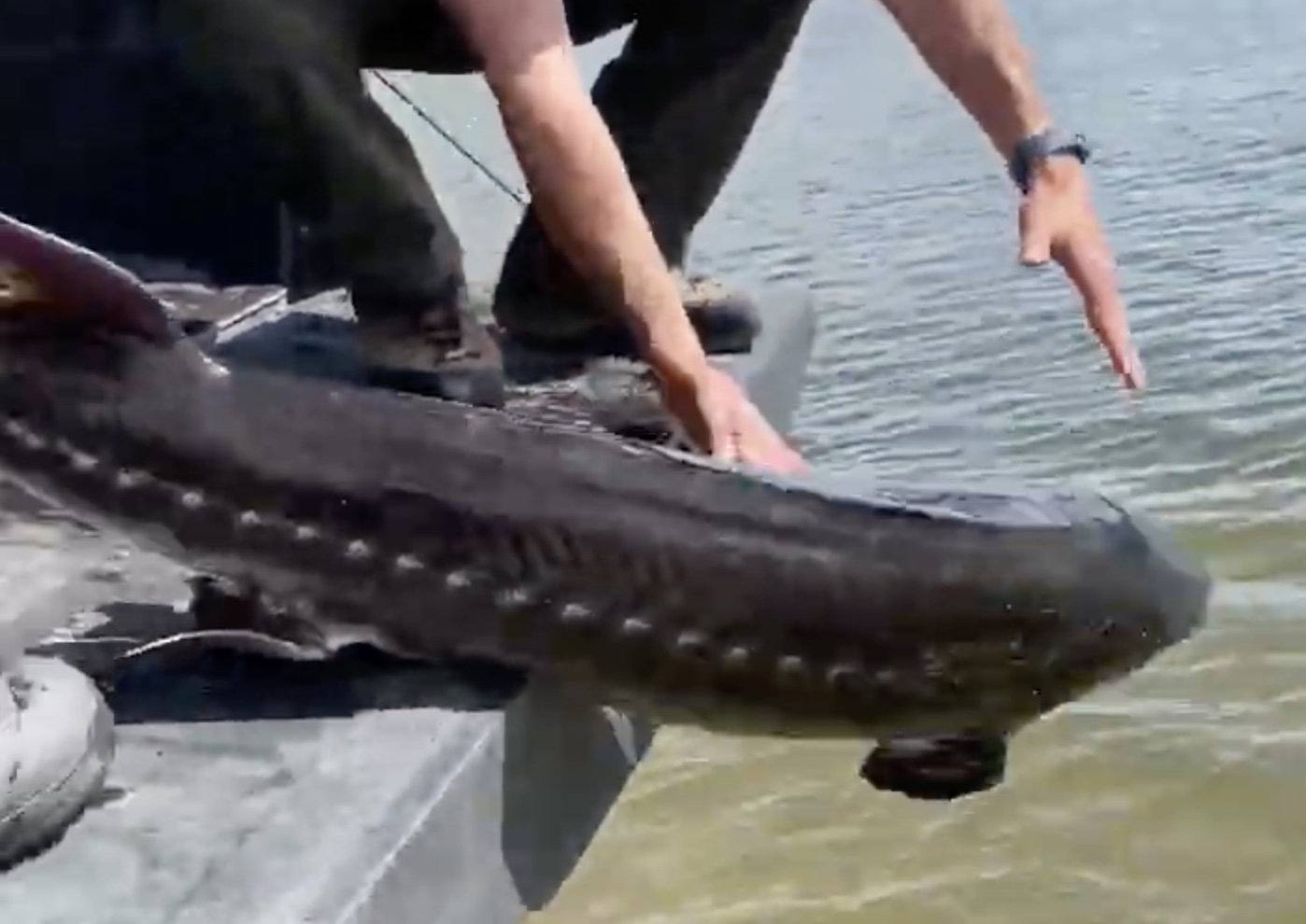 Idaho Fish and Game rescues 5-foot long sturgeon from Blackfoot canal -  East Idaho News