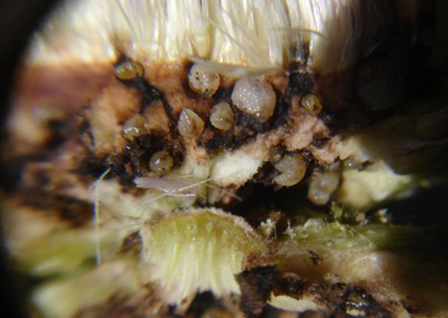 thistle larva