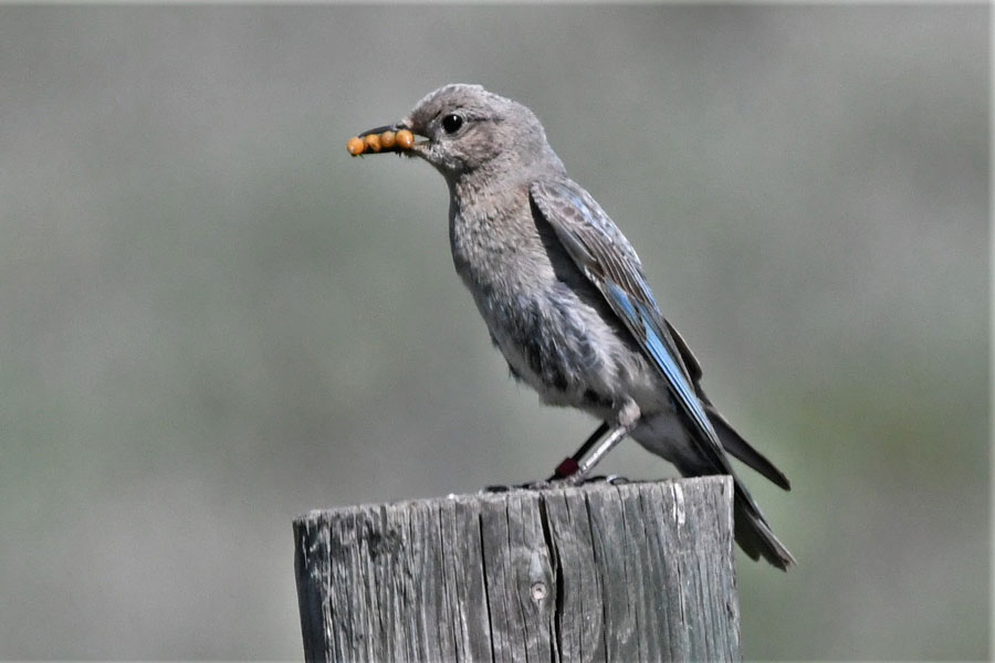 Bluebird11 22