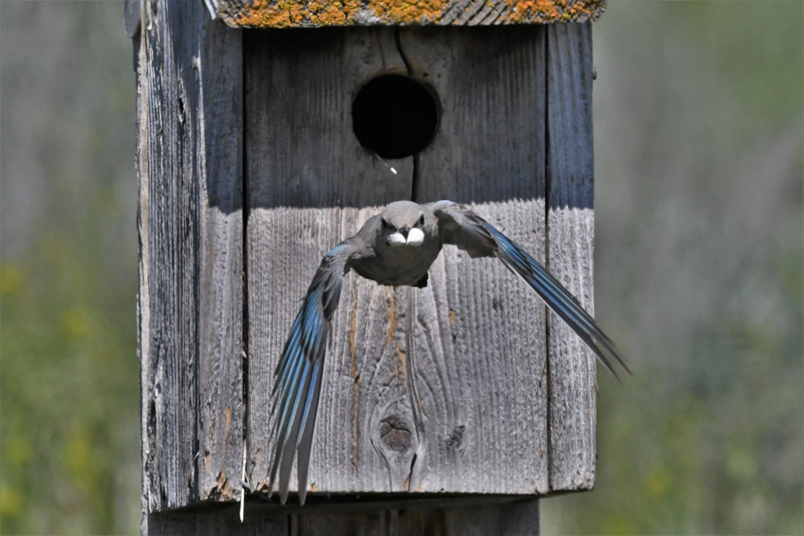 Bluebird12 22