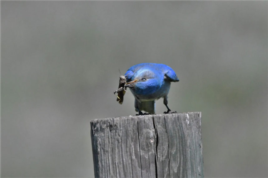 Bluebird16 22