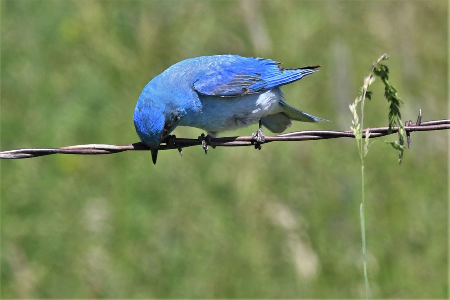Bluebird9 22