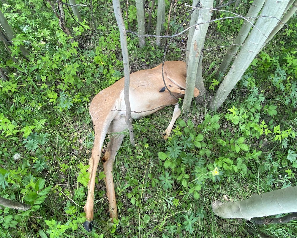 Public asked for information about mule deer bucks shot and left to waste - Vimarsana News
