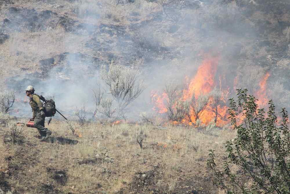Investigators have determined what caused the Moose Fire. Now they need your help. - Vimarsana News