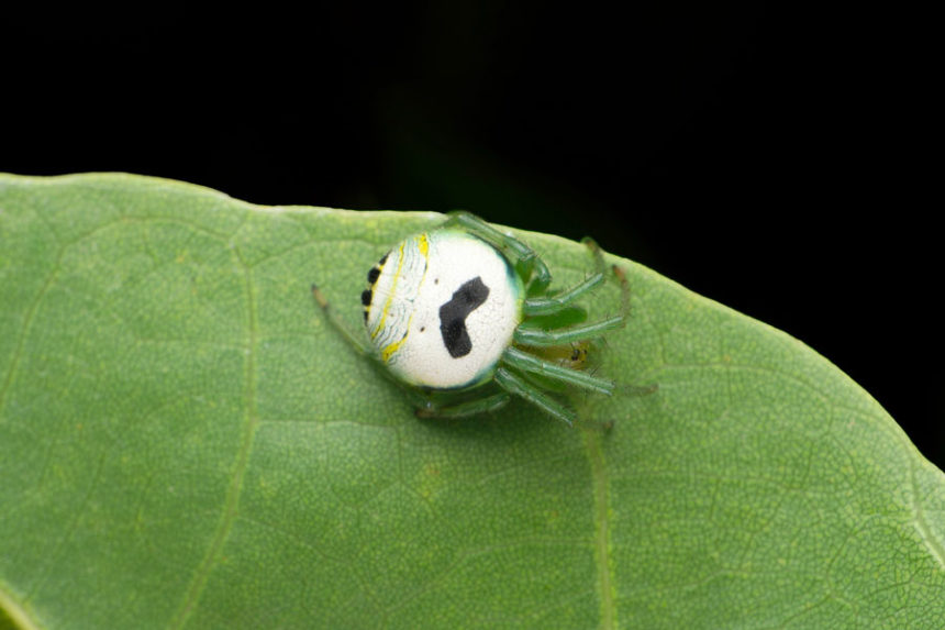 Pringles Spider