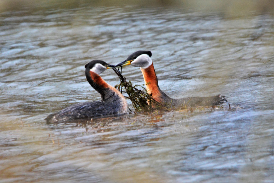 Red-necked grebes nest on Silver Lake - East Idaho News - Vimarsana News
