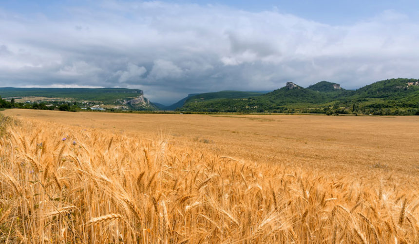 Wheat Field