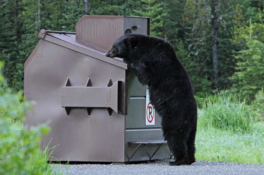black bear dumpster
