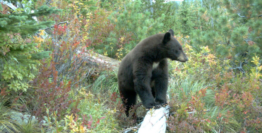 black bear with huckleberries