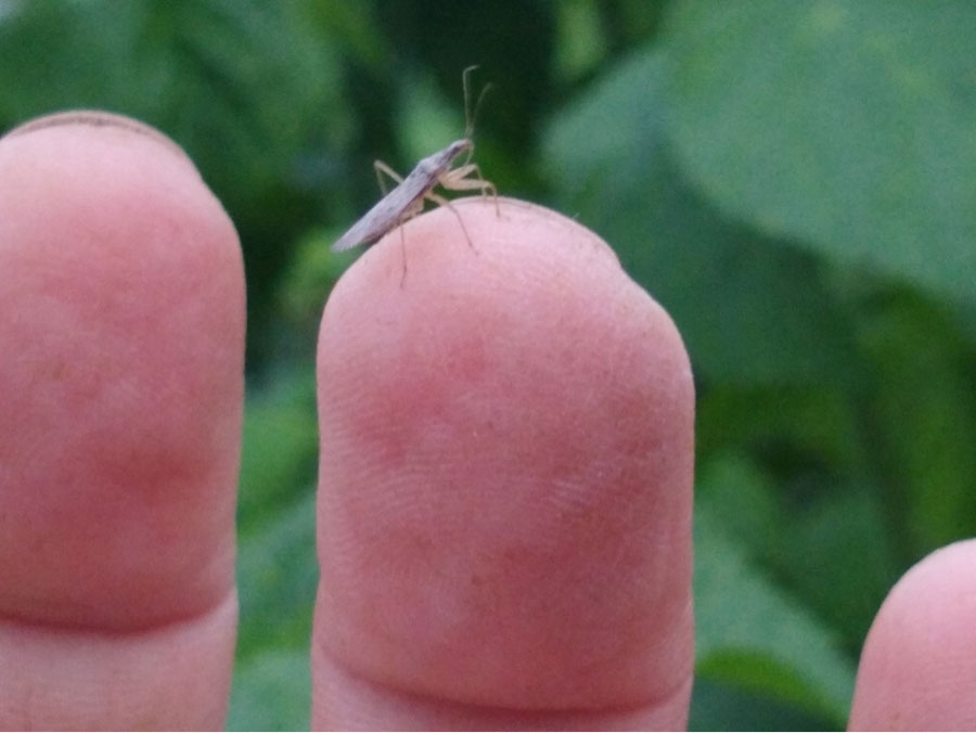 damsel Bug01