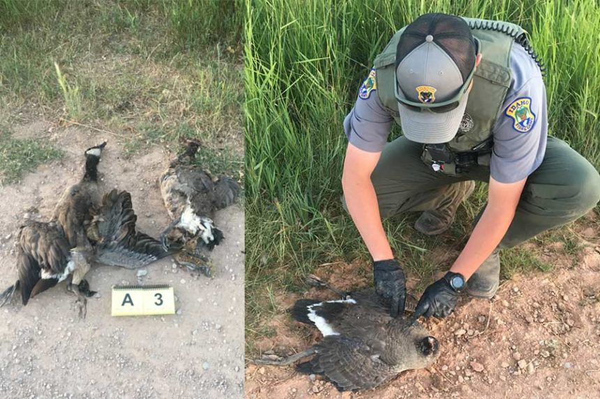 dead geese