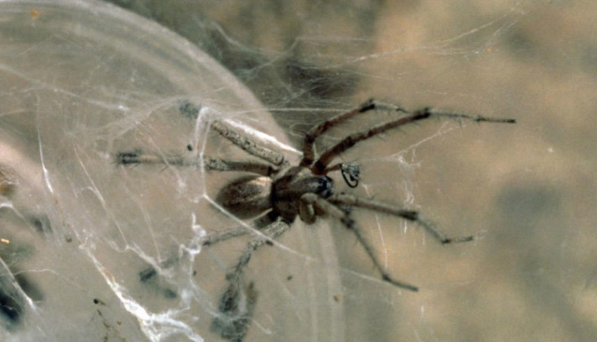 funnelweaver Spider
