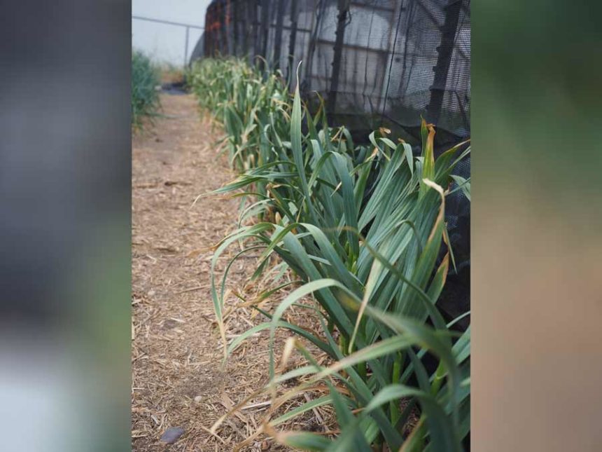 garlic plants