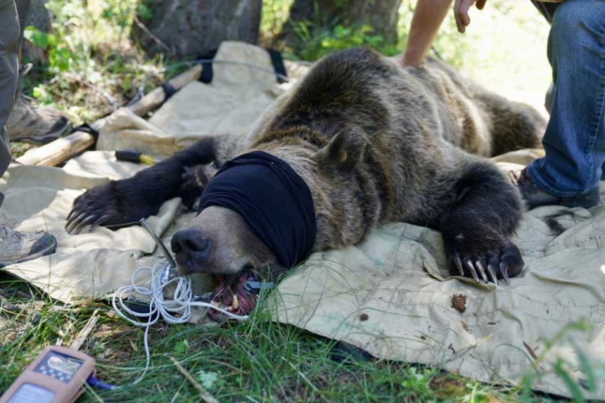grizzly trapping