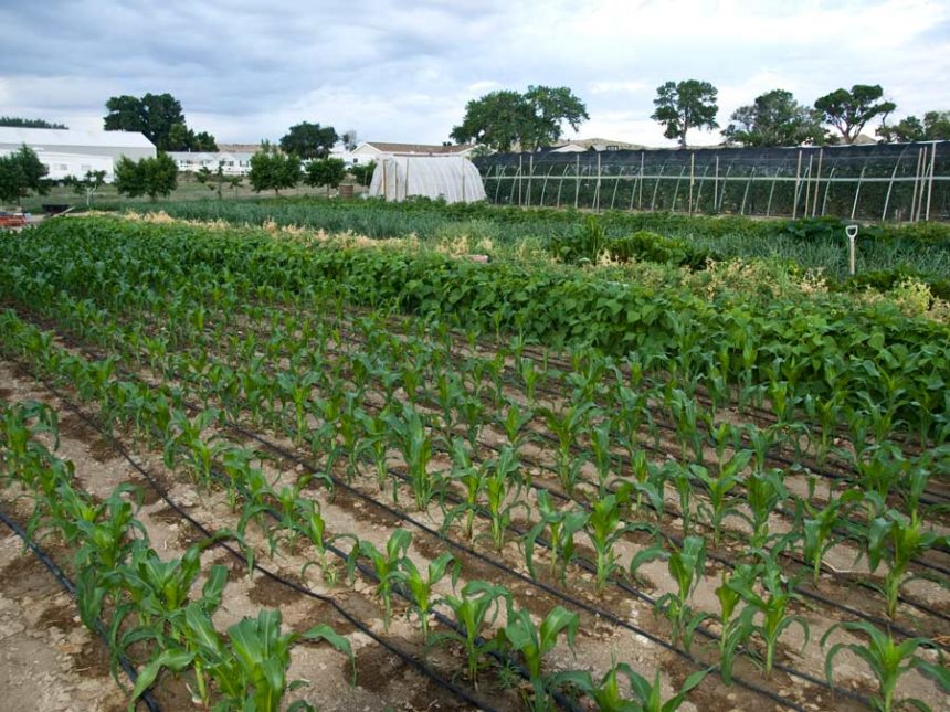 irrigation
