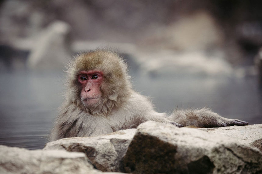 japan monkey attack article only