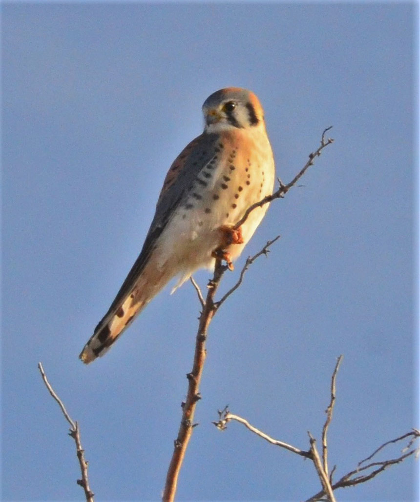 kestrel 7 22