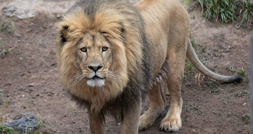 lion