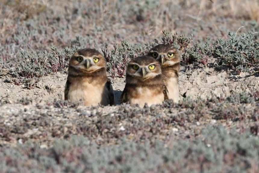 owlets