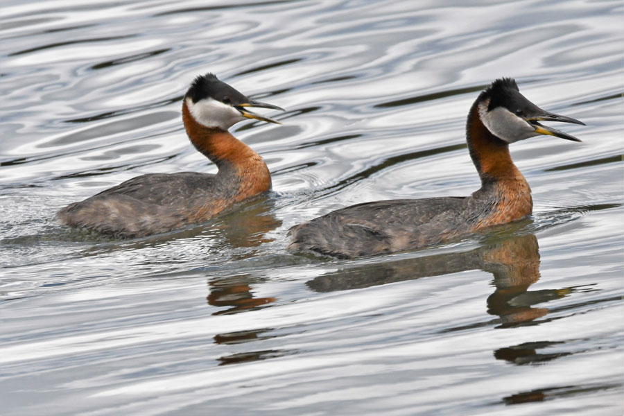 rednecked7 22