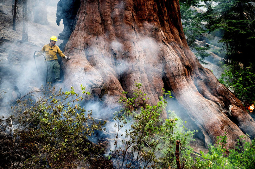 sequoias