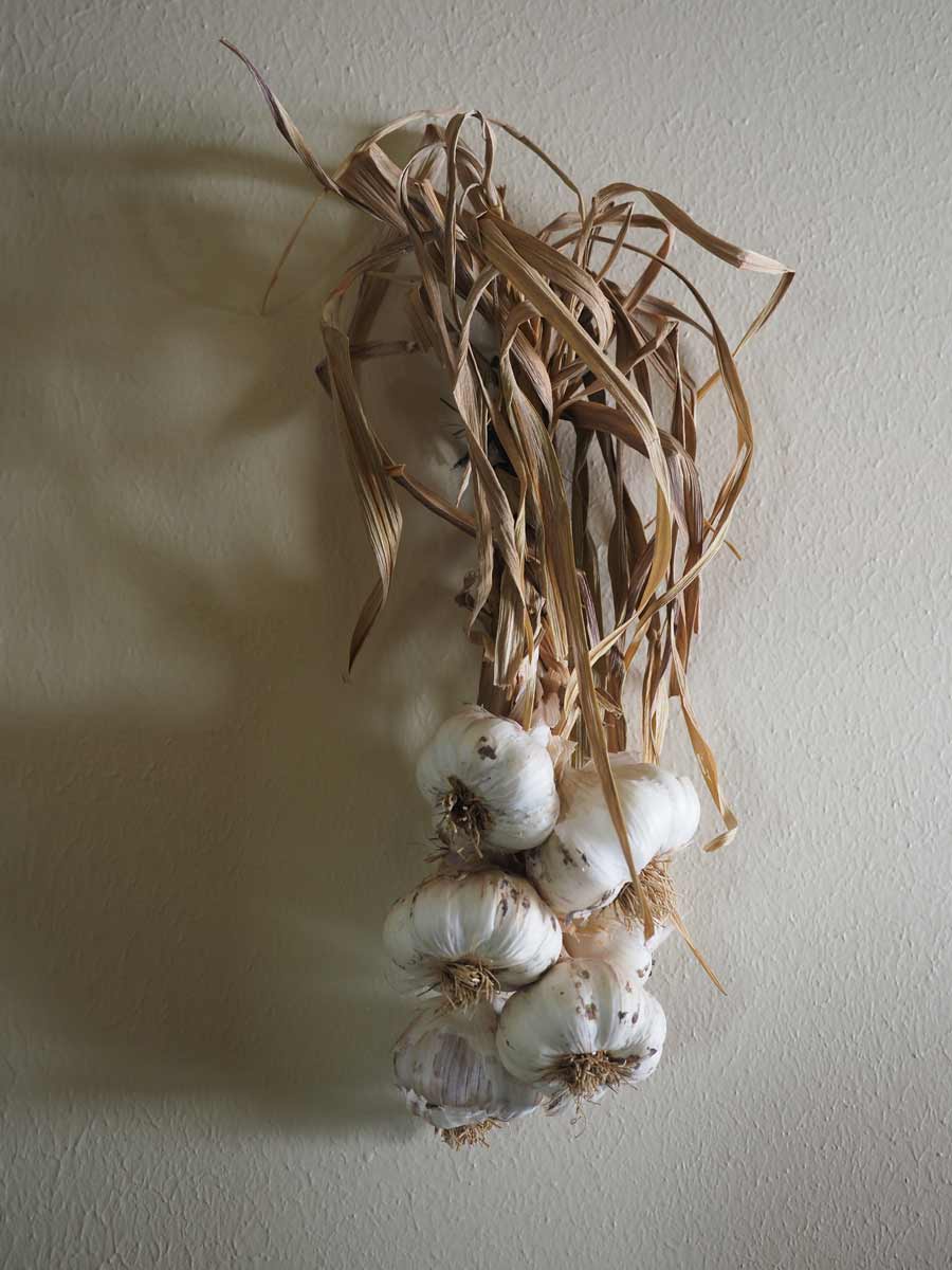 white garlic