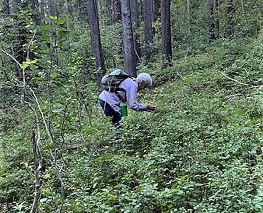 BERRY PICKING